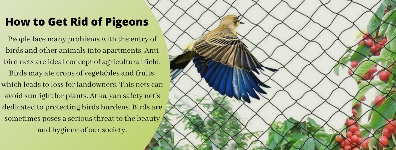 Pigeon safety nets in Hyderabad